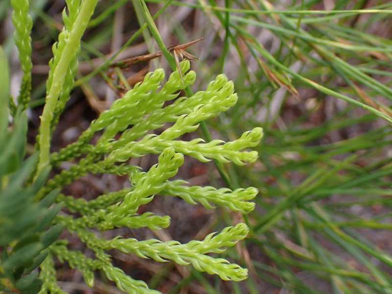 Lycopodium zanclophyllum photo 5