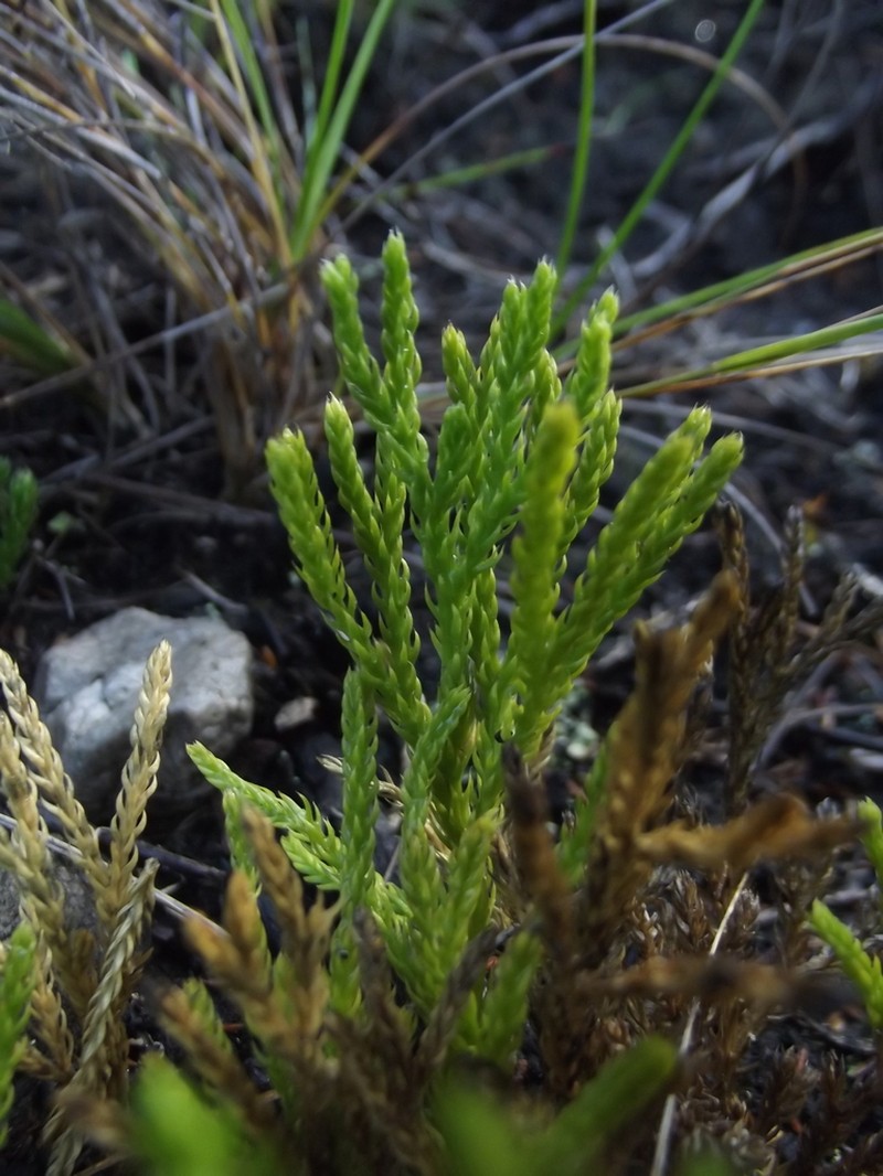 Lycopodium zanclophyllum photo 6
