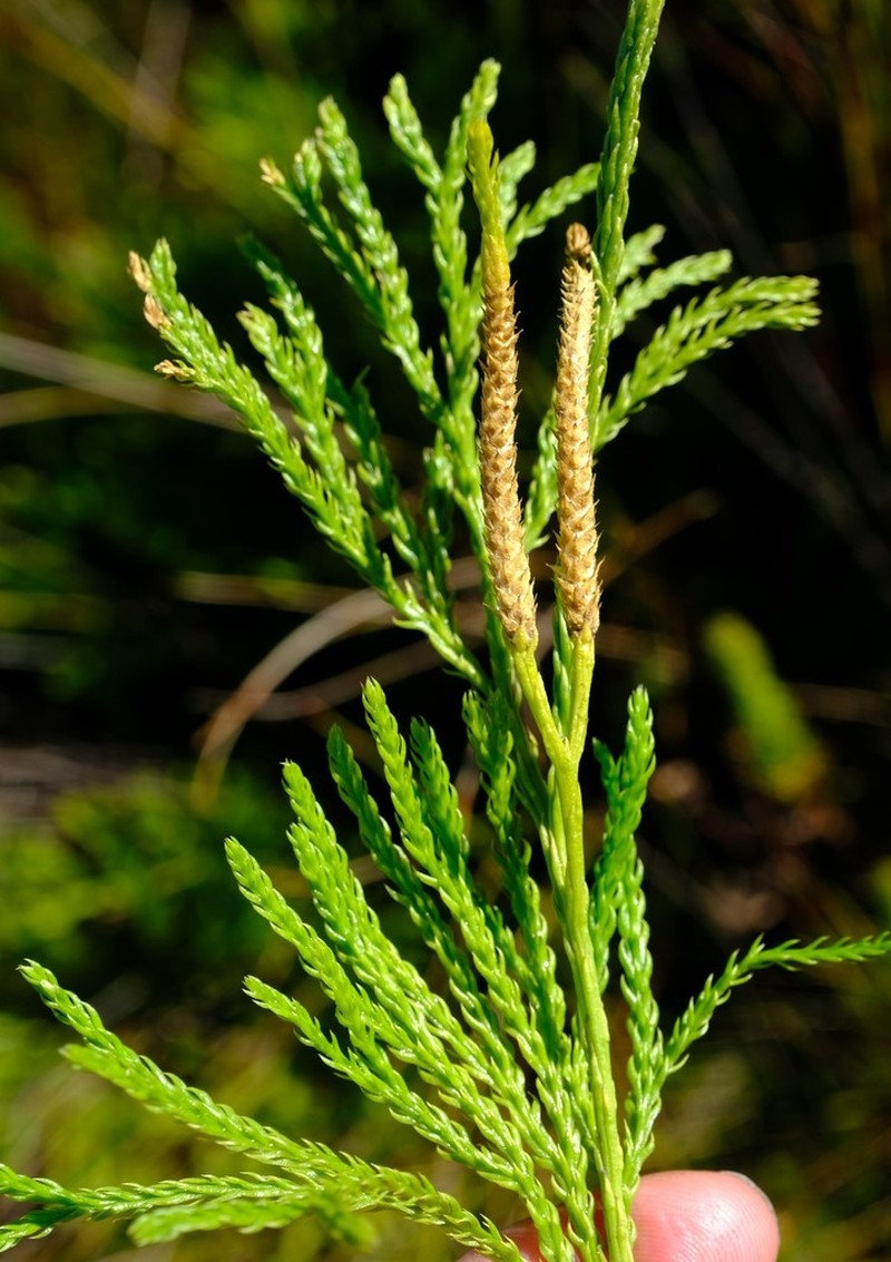 Lycopodium zanclophyllum photo 7