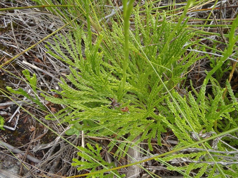 Lycopodium zanclophyllum photo 8