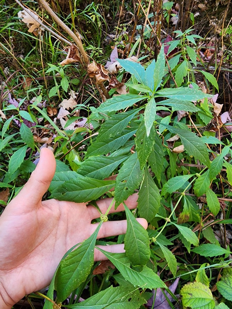 Waterhorehound