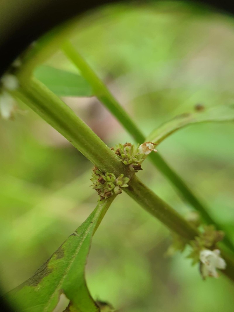 Waterhorehound photo 2