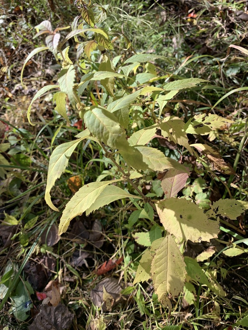 Waterhorehound photo 3