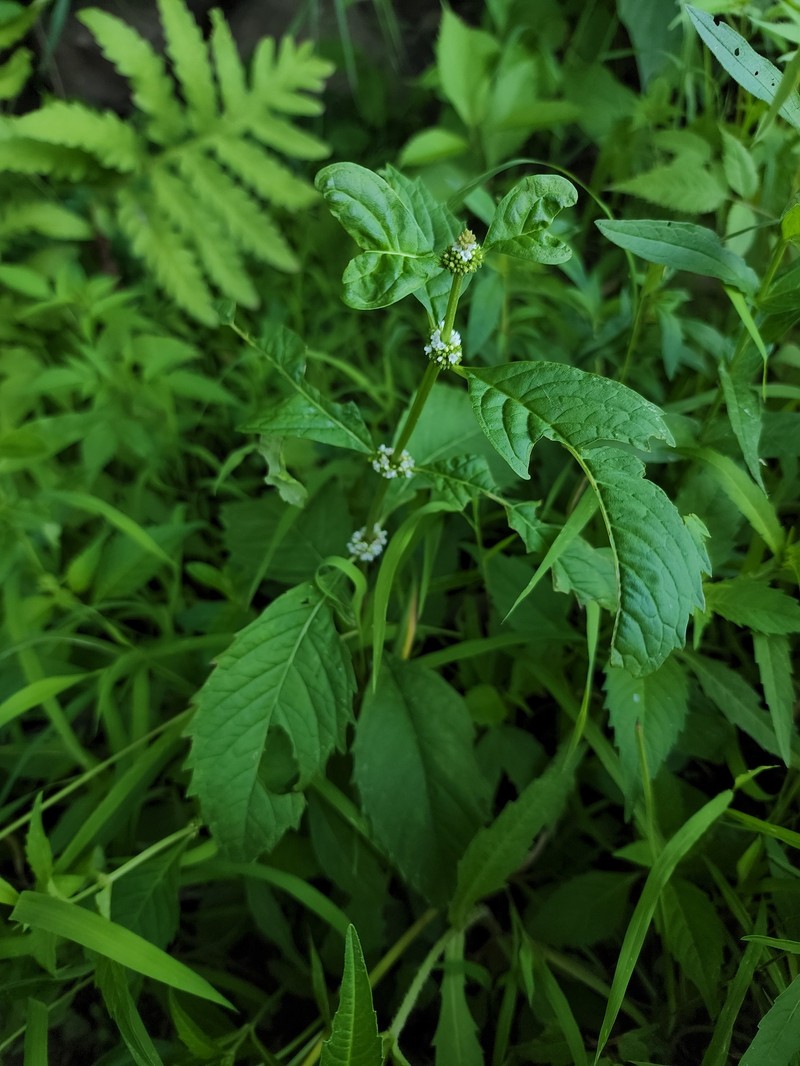 Waterhorehound photo 4
