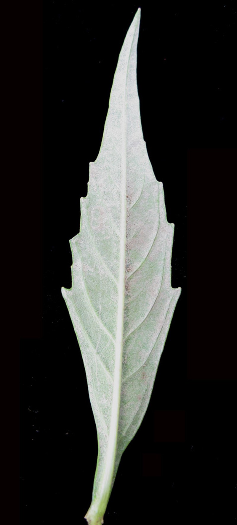 American Water Horehound photo 4