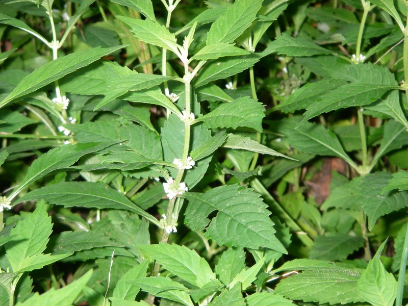 American Water Horehound photo 2
