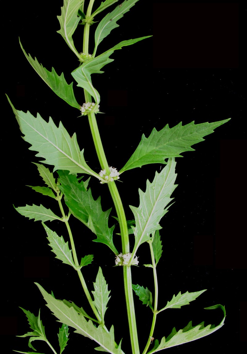 American Water Horehound