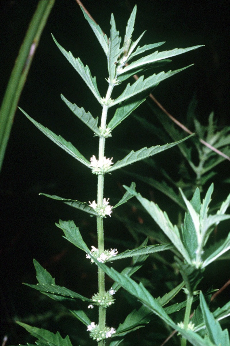 American Water Horehound photo 3