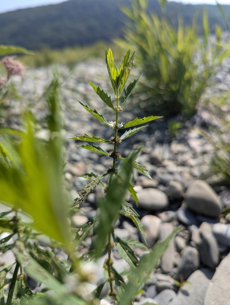 American Water Horehound photo 3