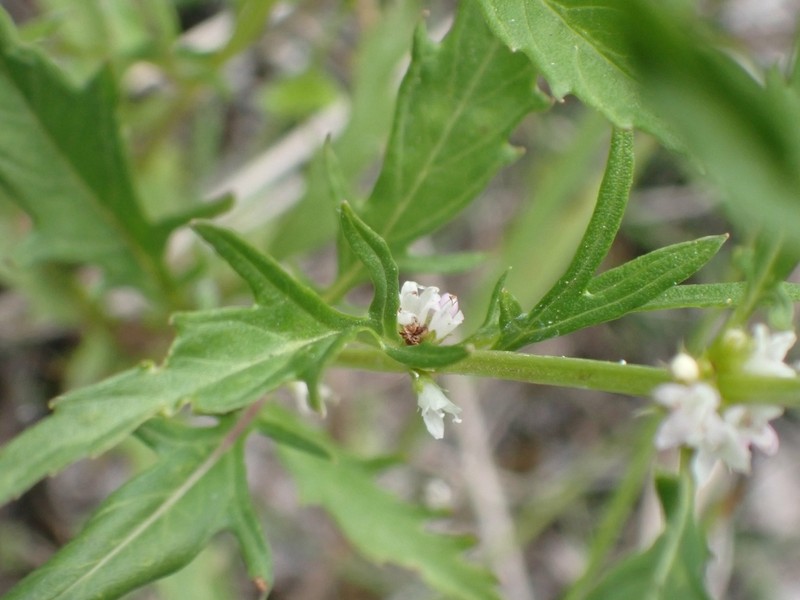 American Water Horehound photo 4