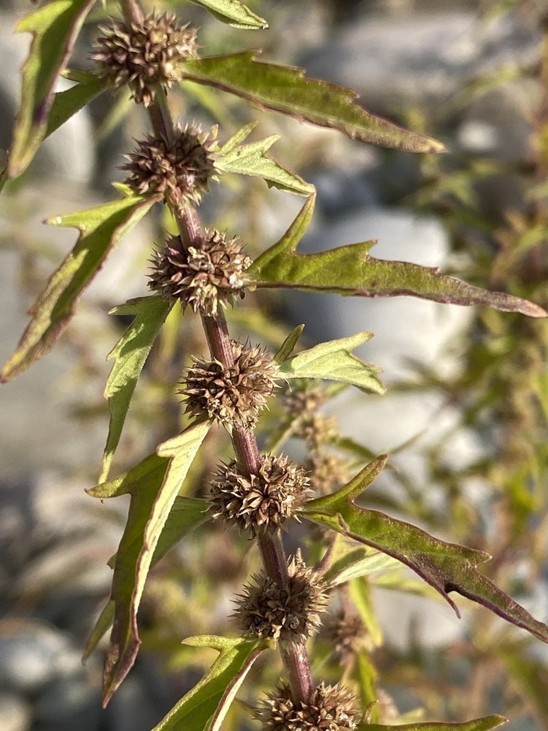 American Water Horehound photo 5