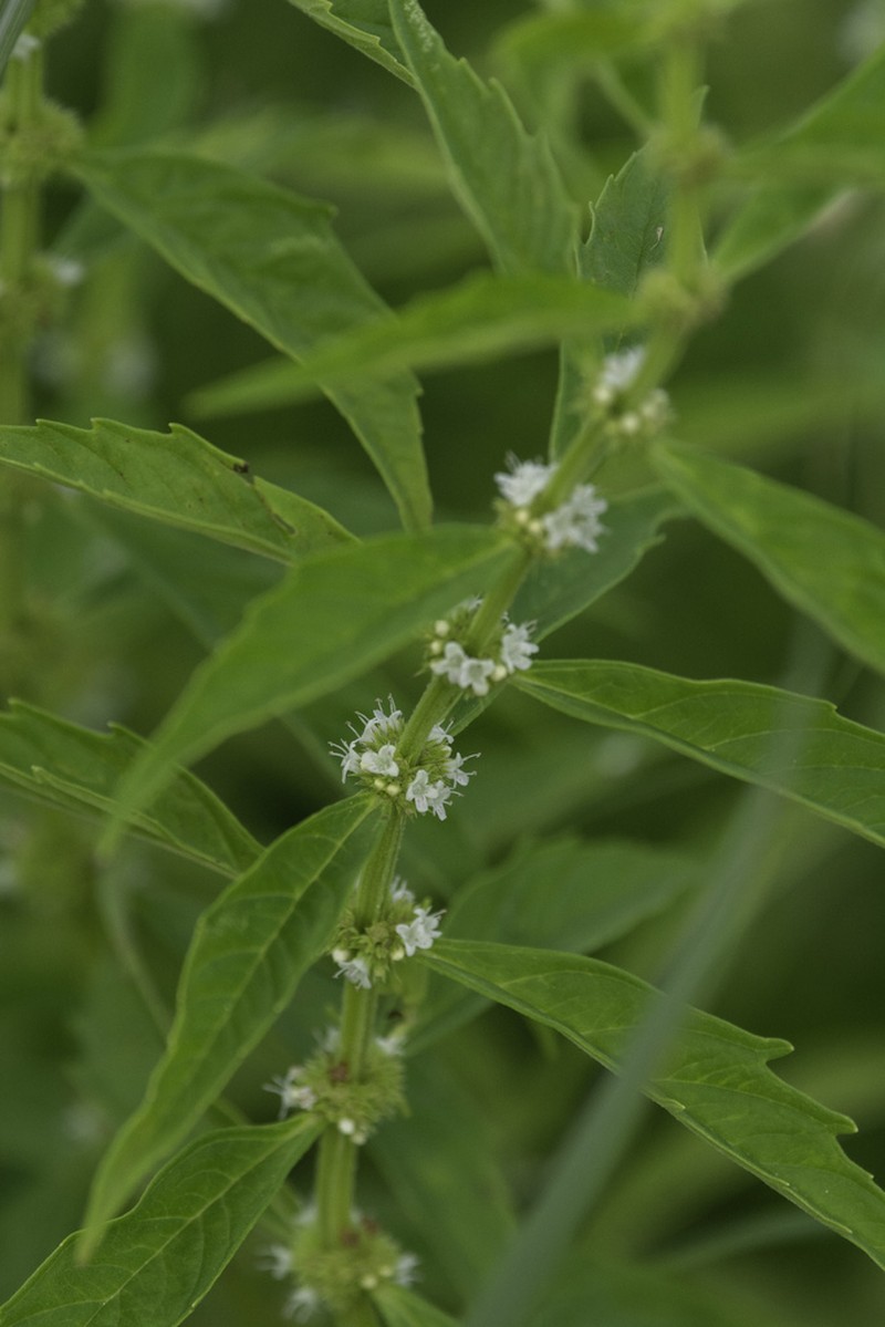 American Water Horehound photo 6