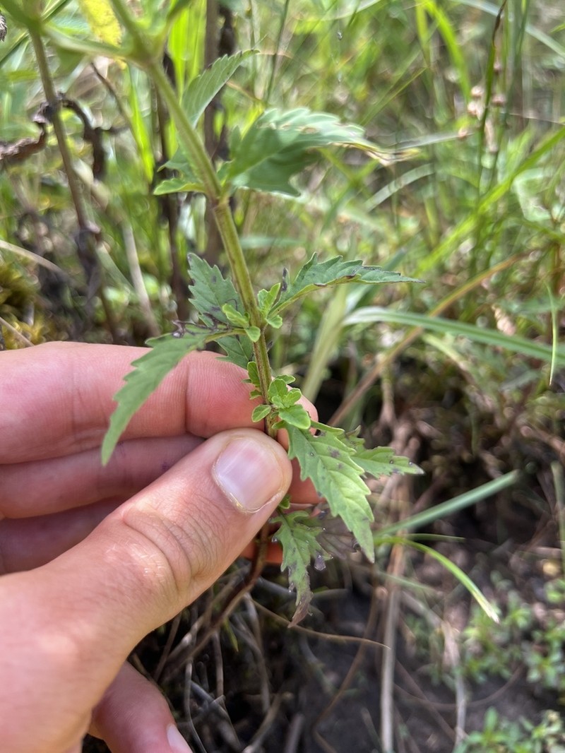 American Water Horehound photo 7