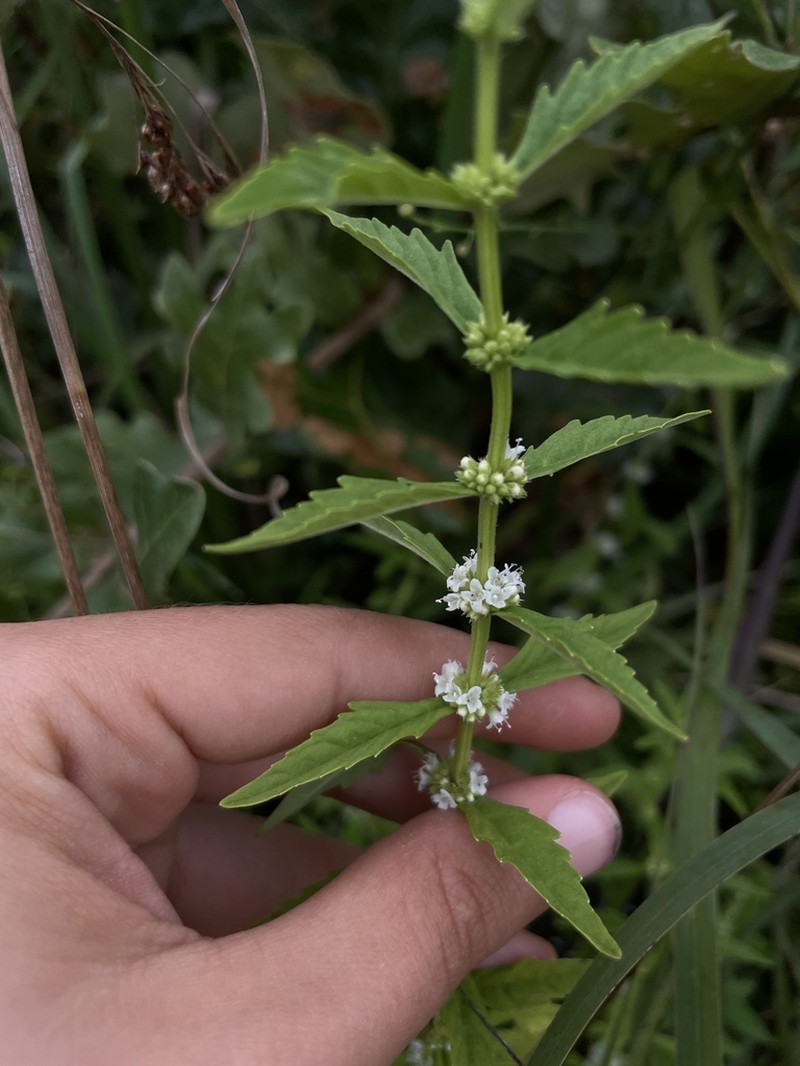 American Water Horehound photo 8