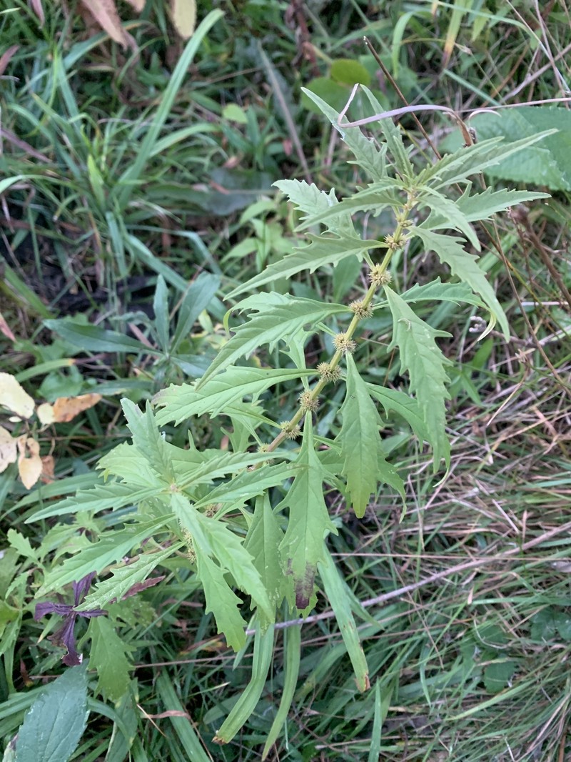 Lycopus americanus subsp. americanus