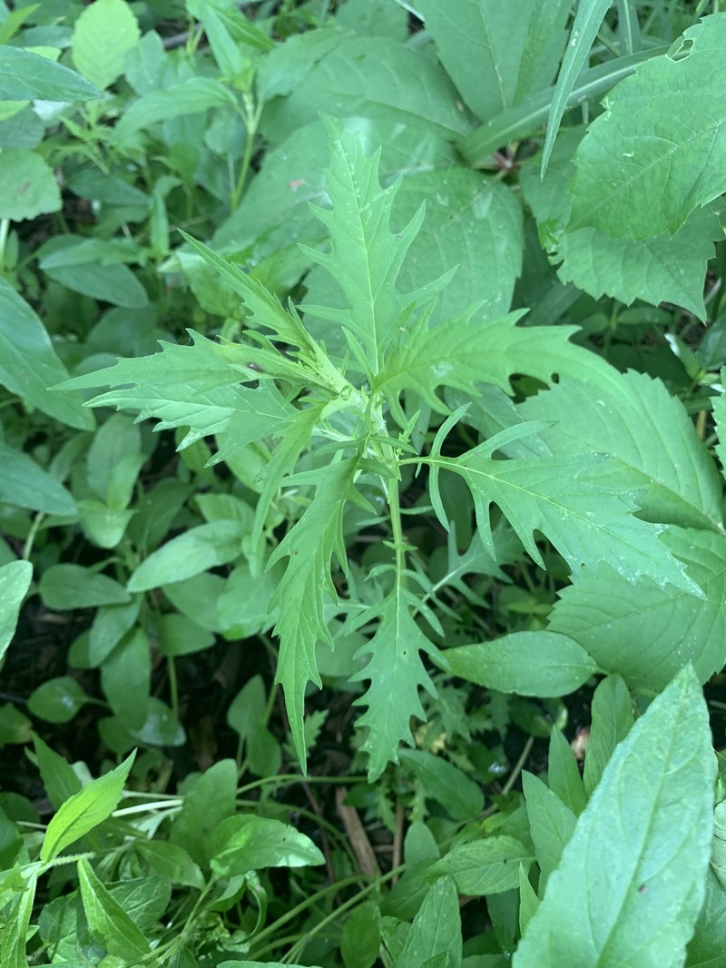 Lycopus americanus subsp. americanus photo 2