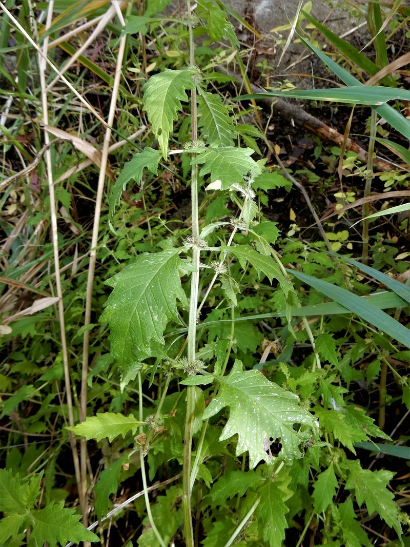 Lycopus americanus subsp. americanus photo 3