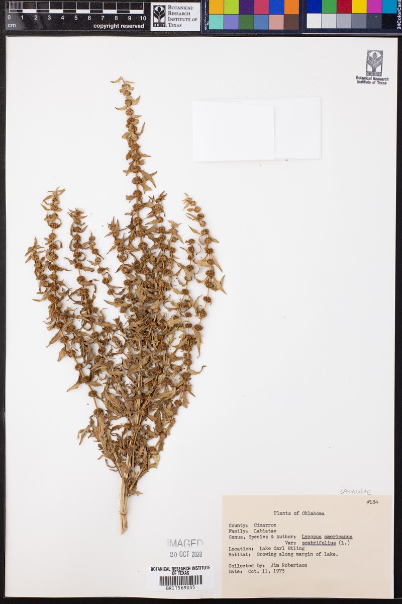 Lycopus americanus subsp. americanus photo 4