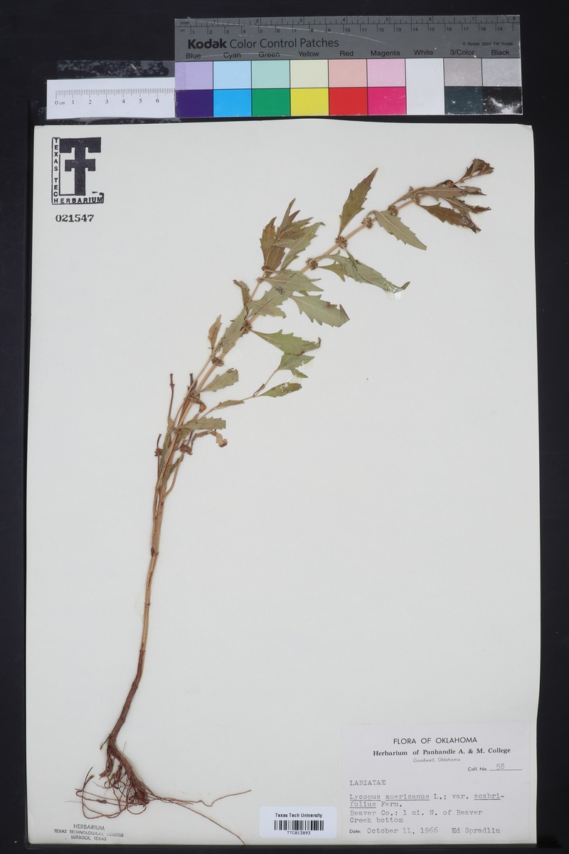 Lycopus americanus subsp. americanus photo 5