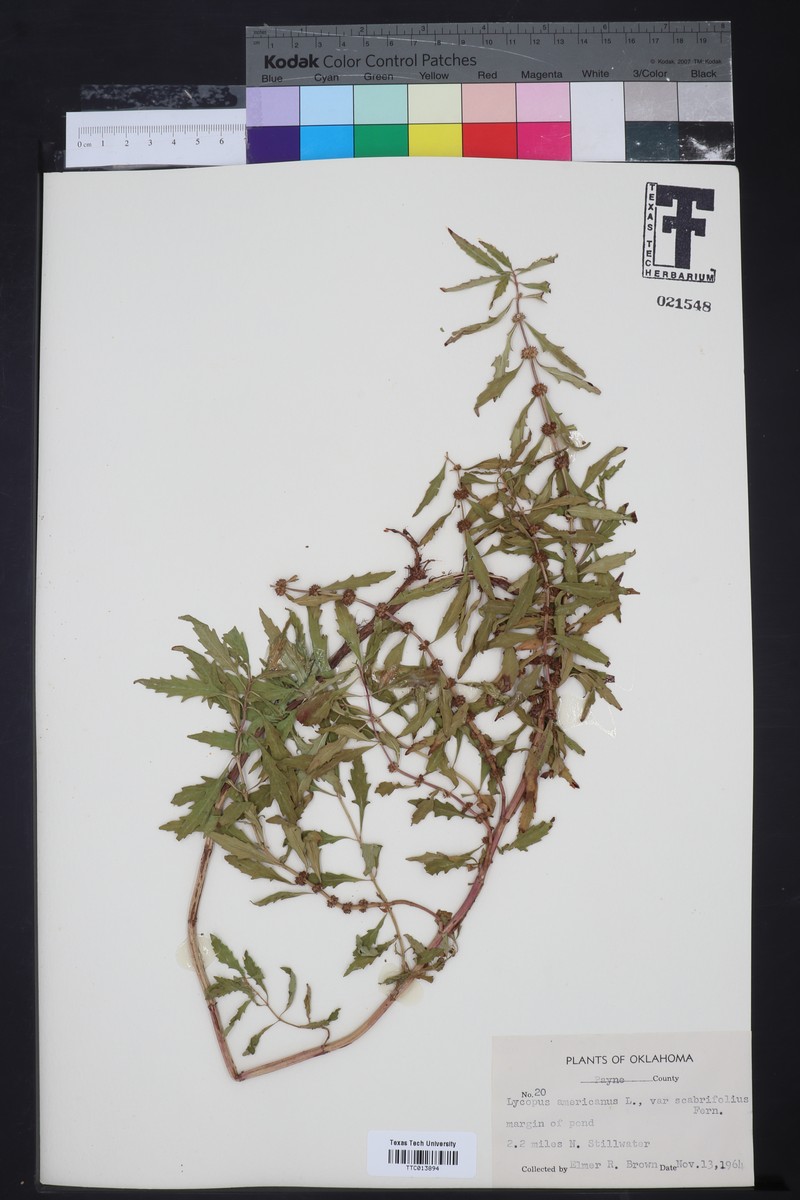 Lycopus americanus subsp. americanus photo 6