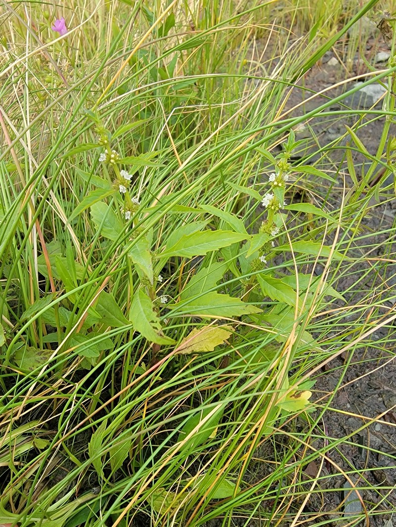 St. Lawrence Waterhorehound