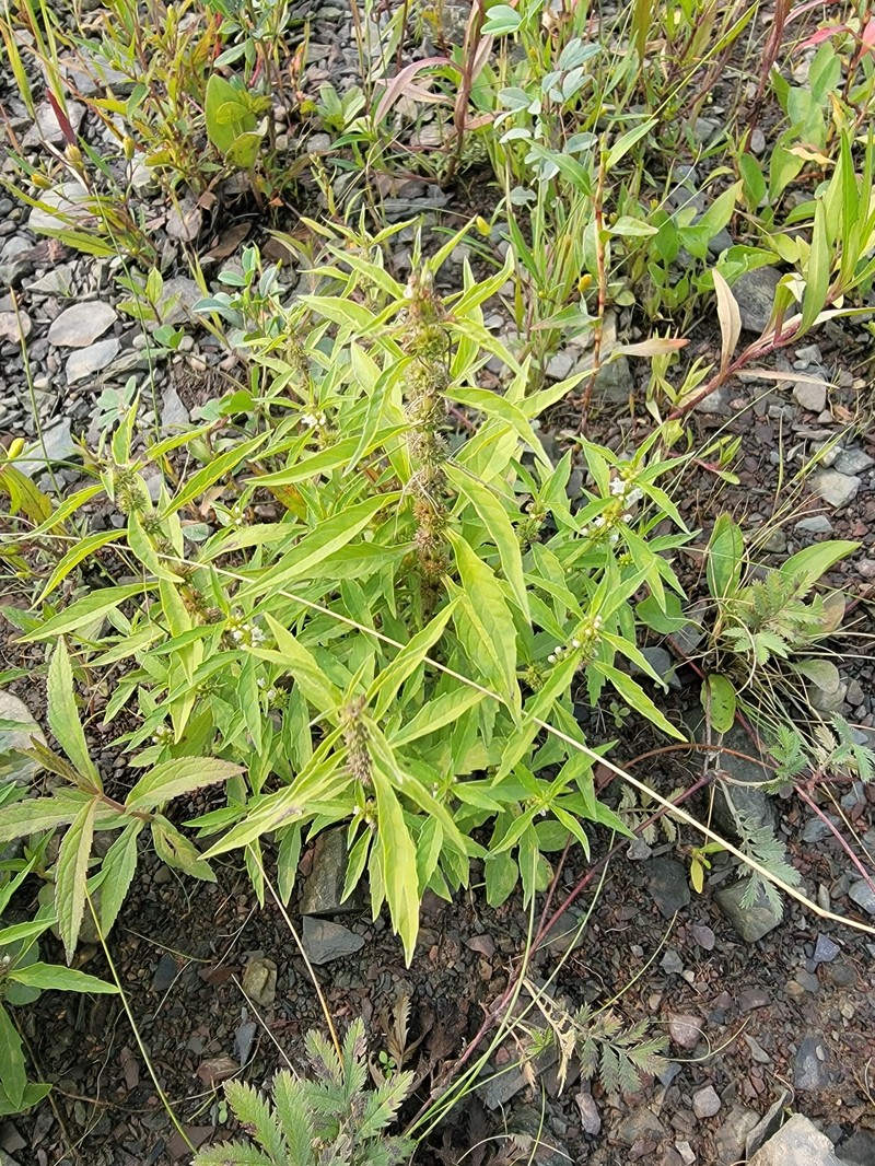 St. Lawrence Waterhorehound photo 2