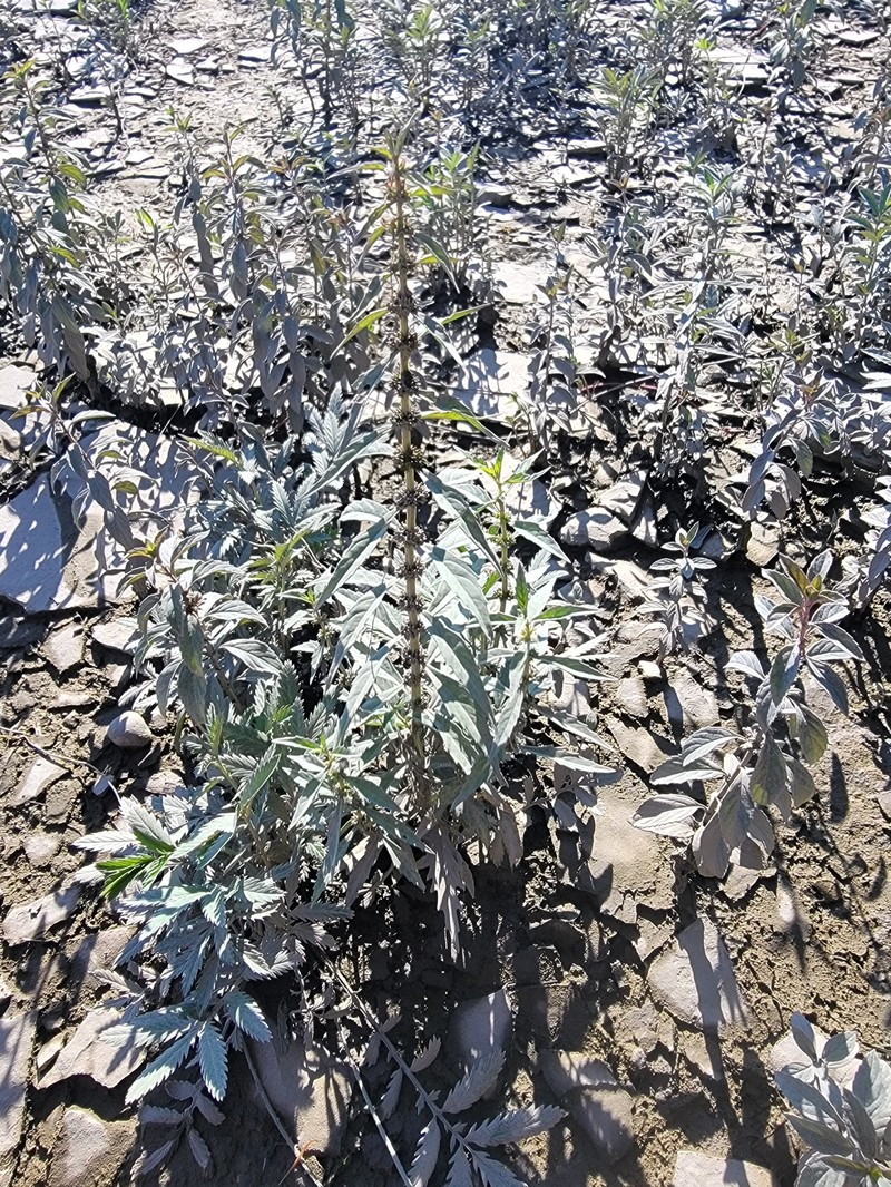 St. Lawrence Waterhorehound photo 3