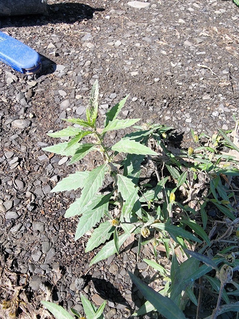 St. Lawrence Waterhorehound photo 4