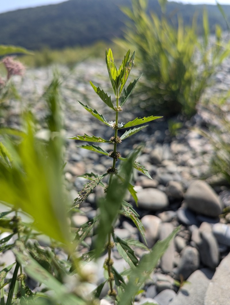 St. Lawrence Waterhorehound photo 5