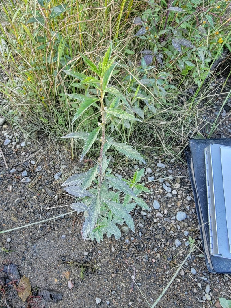 St. Lawrence Waterhorehound photo 6