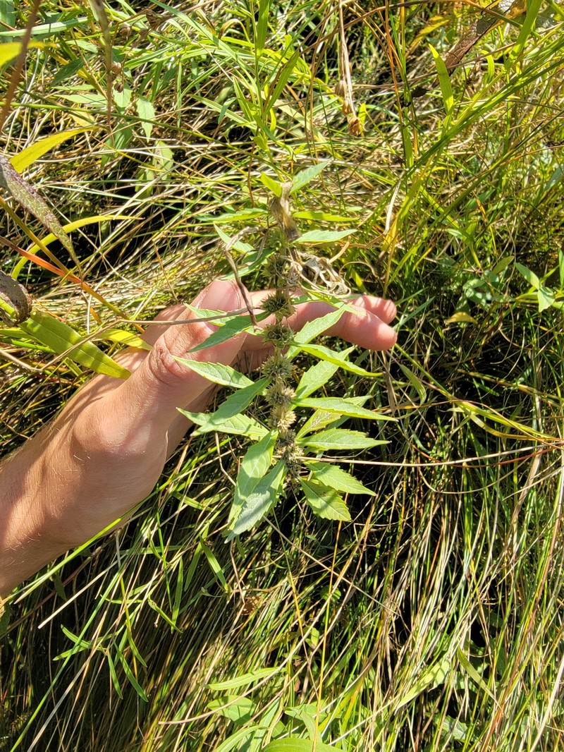St. Lawrence Waterhorehound photo 7