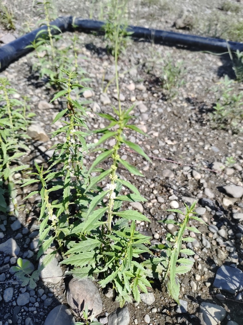 St. Lawrence Waterhorehound photo 8