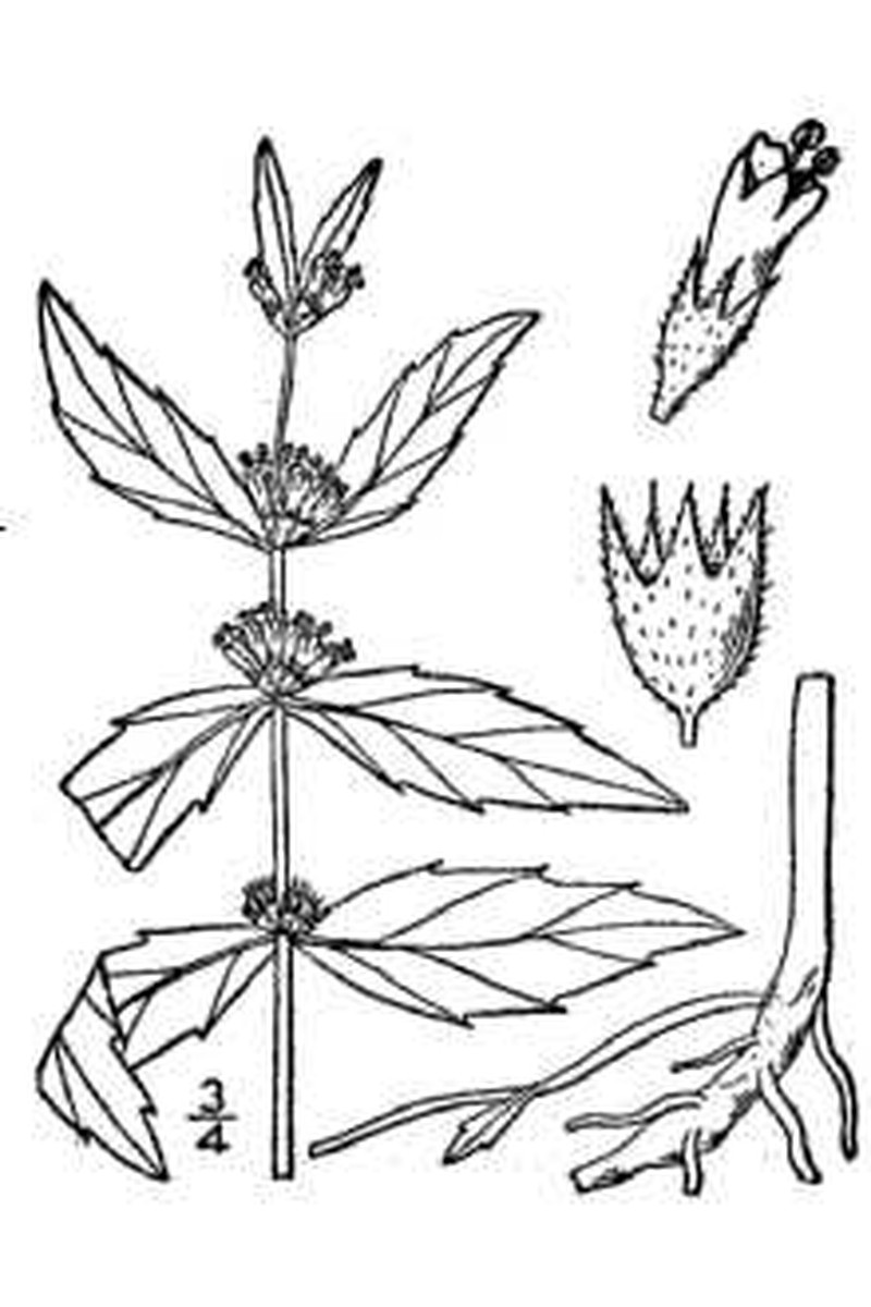 Clasping Water Horehound