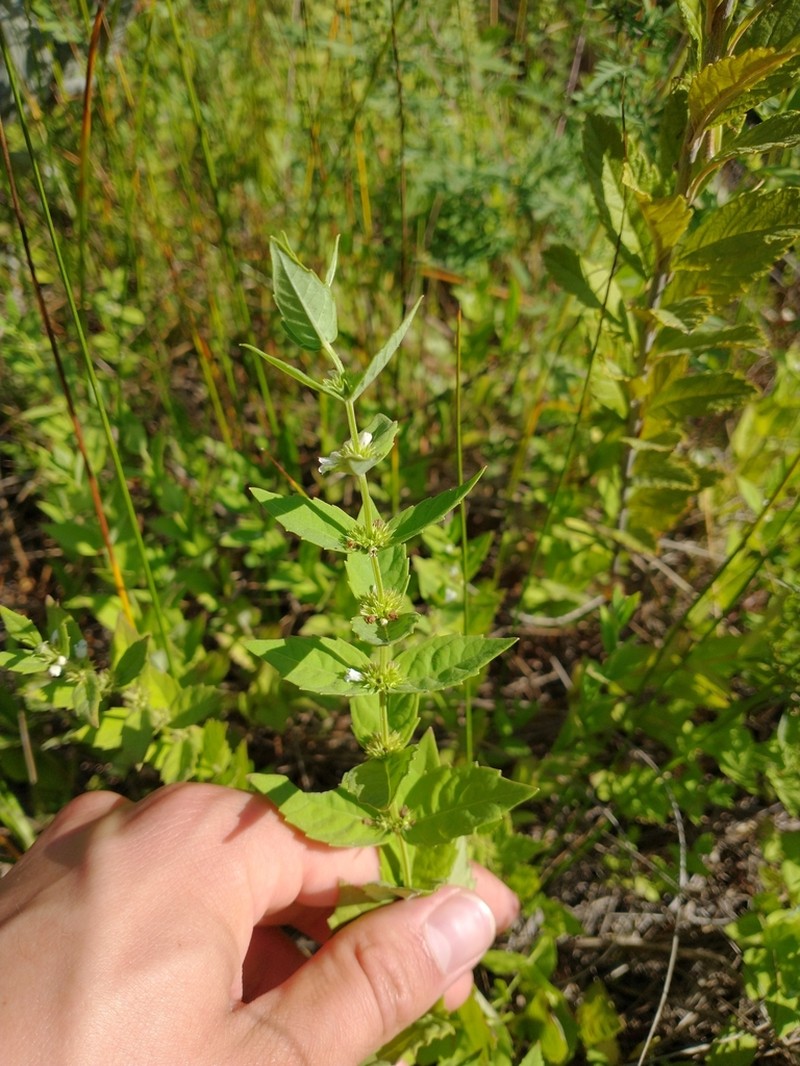 Clasping Water Horehound photo 3