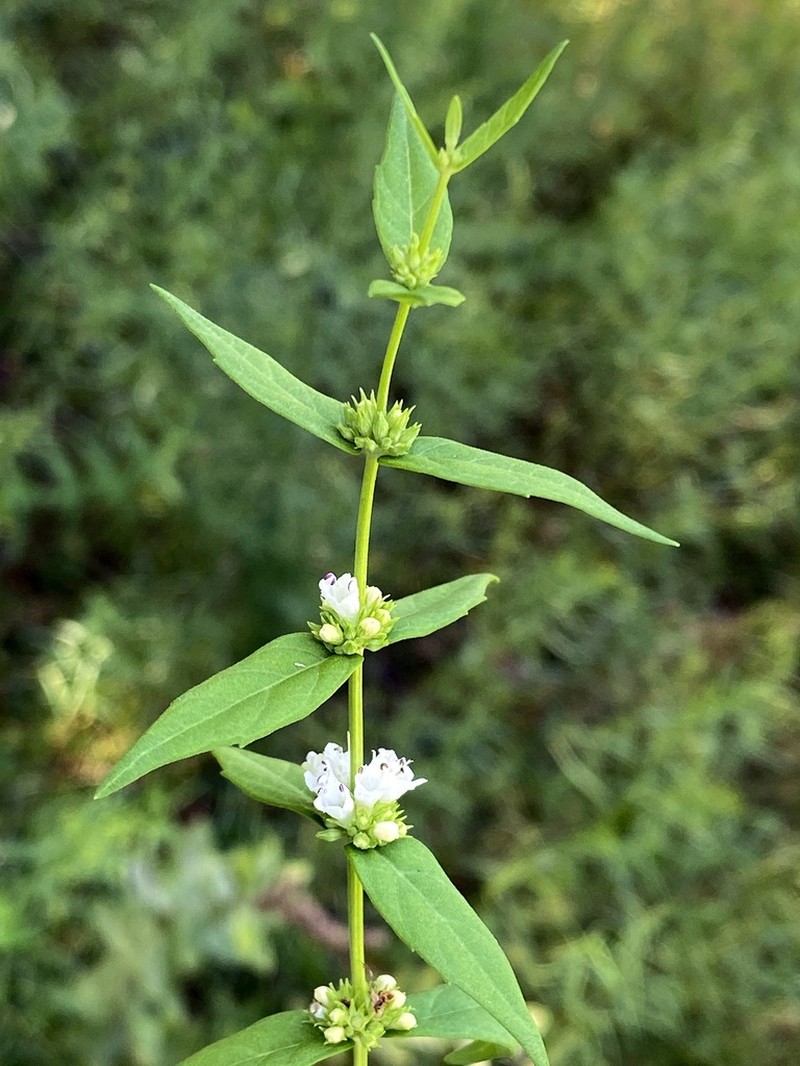 Clasping Water Horehound photo 5