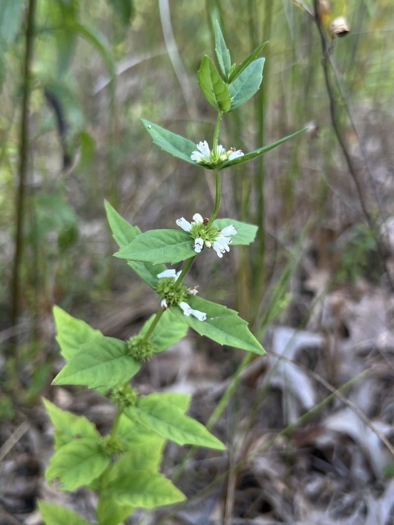 Clasping Water Horehound photo 6