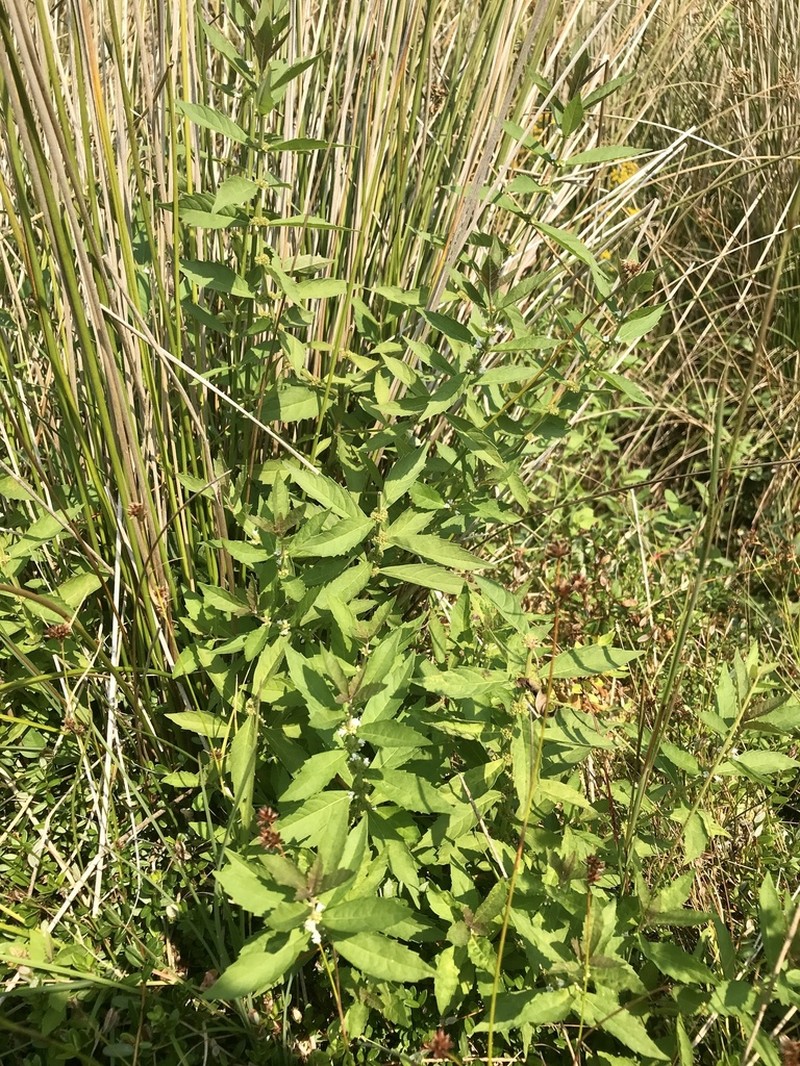 Clasping Water Horehound photo 7