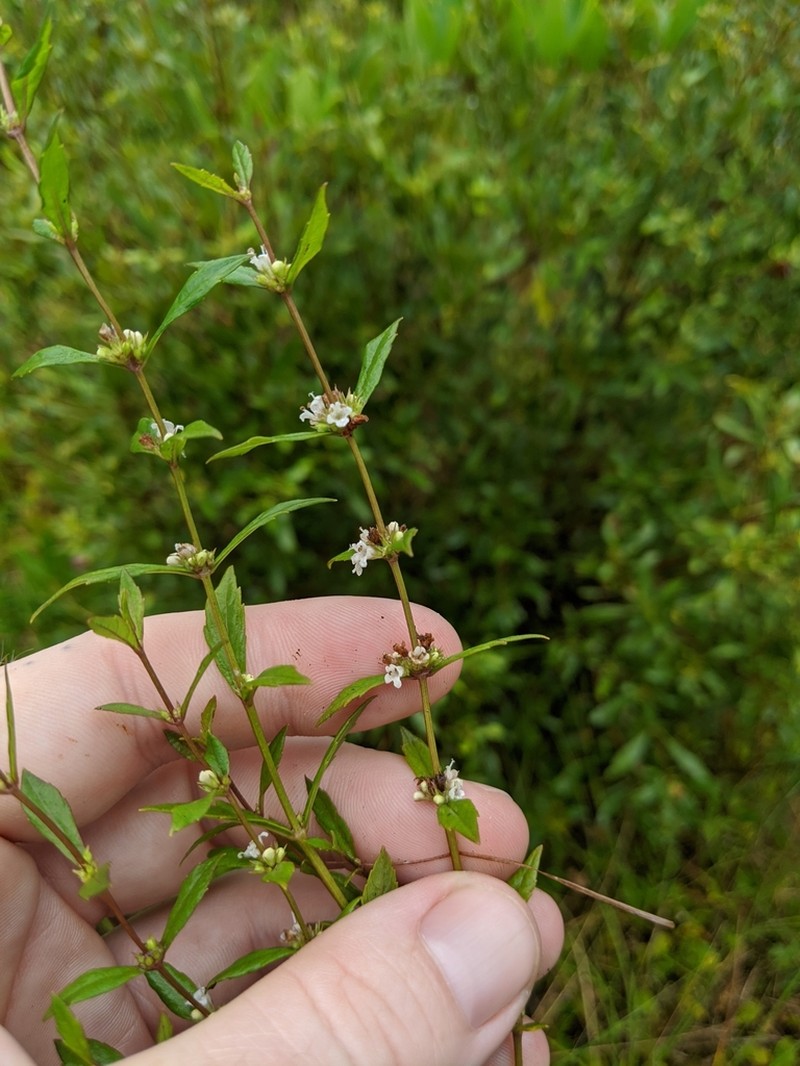 Lycopus angustifolius