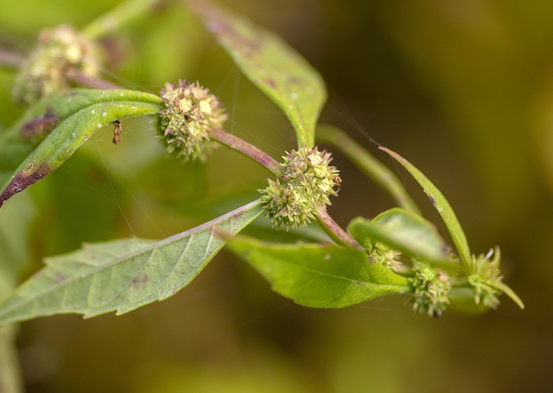 Lycopus angustifolius photo 2