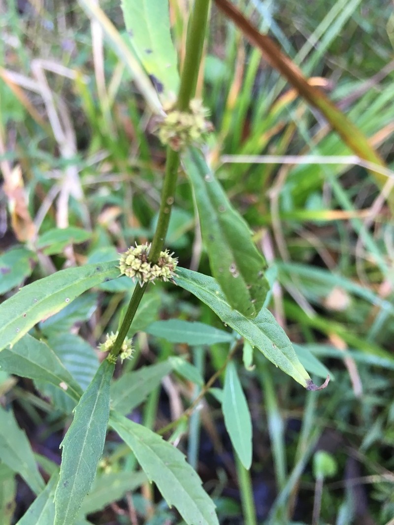 Lycopus angustifolius photo 3