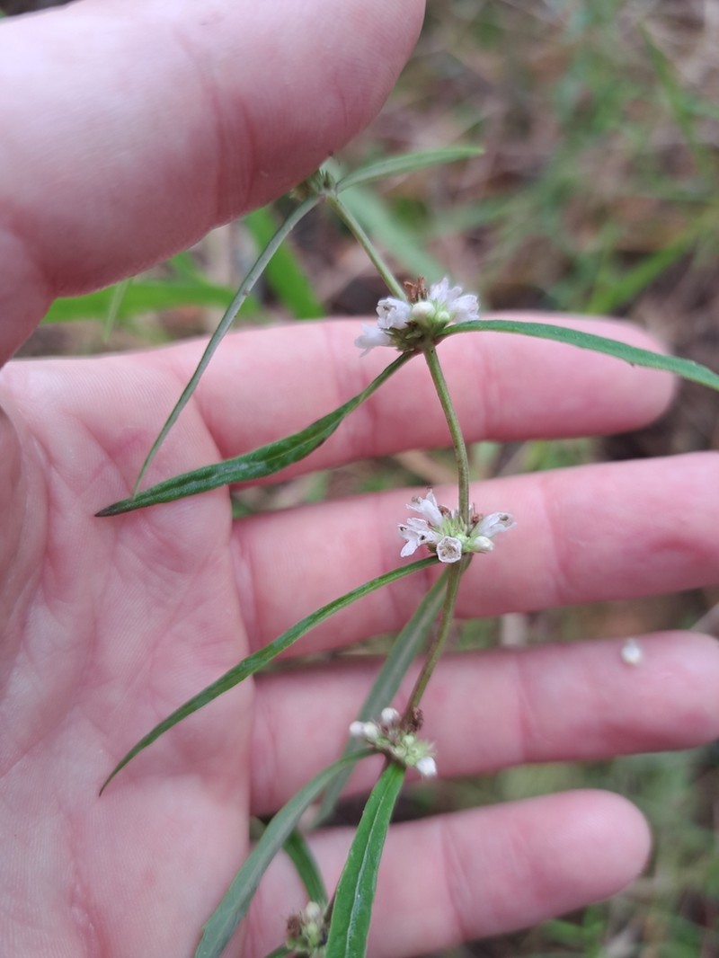 Lycopus angustifolius photo 4