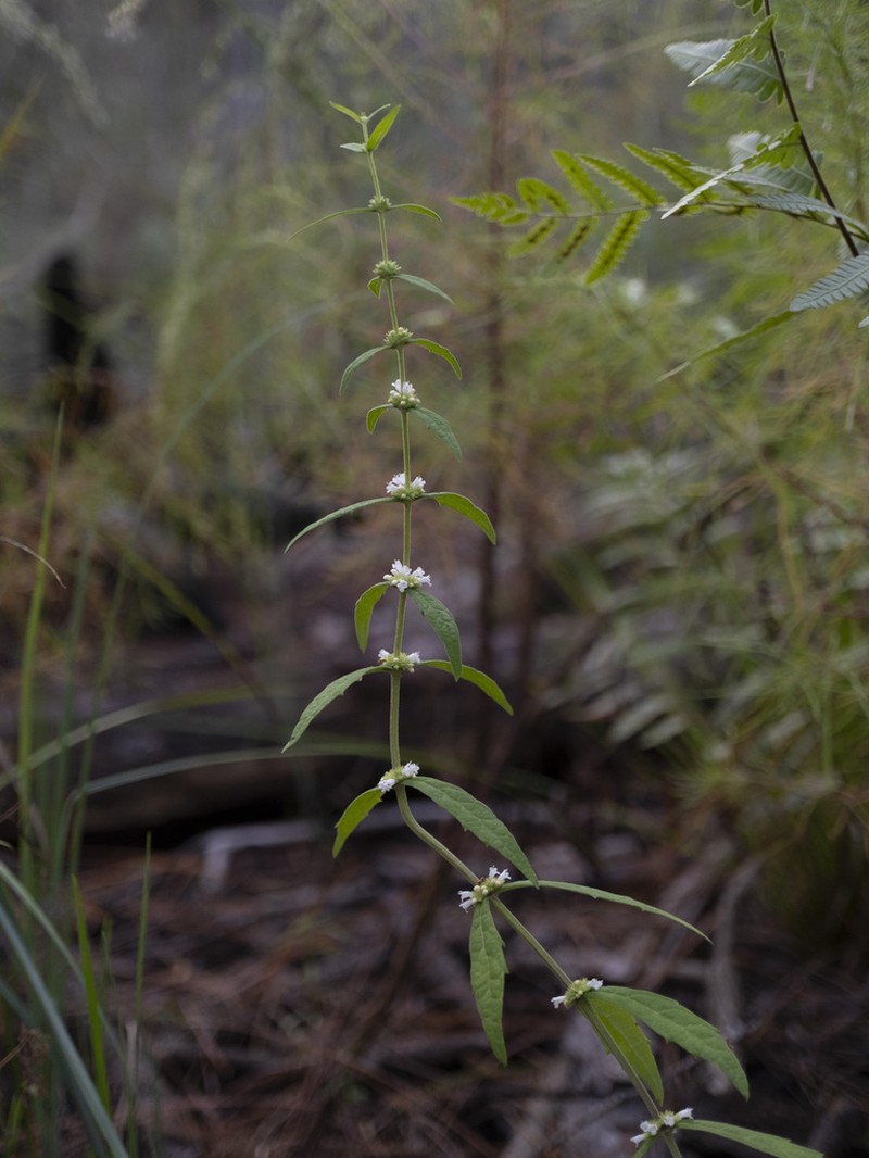 Lycopus angustifolius photo 5