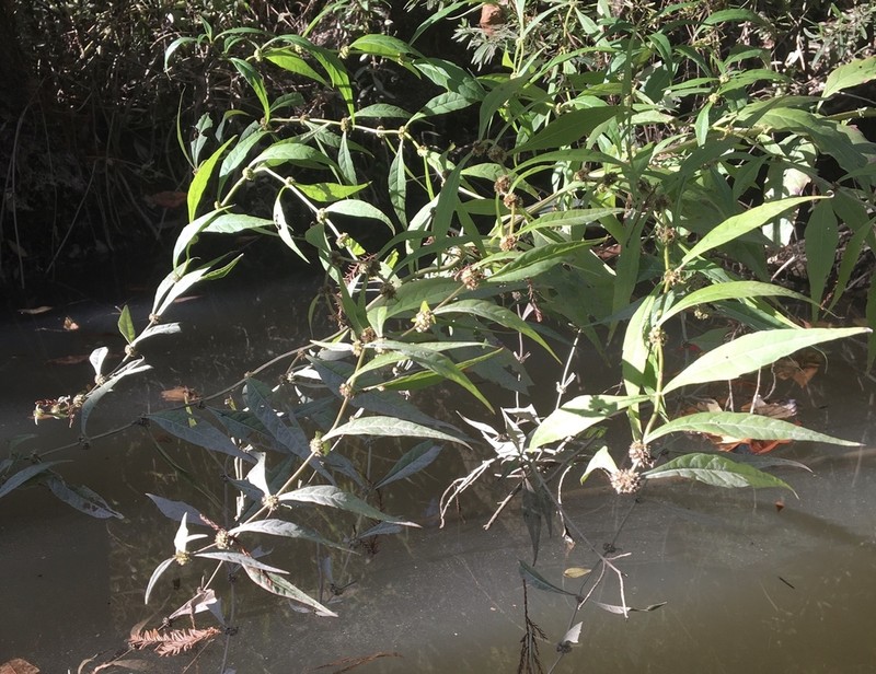 Lycopus angustifolius photo 6