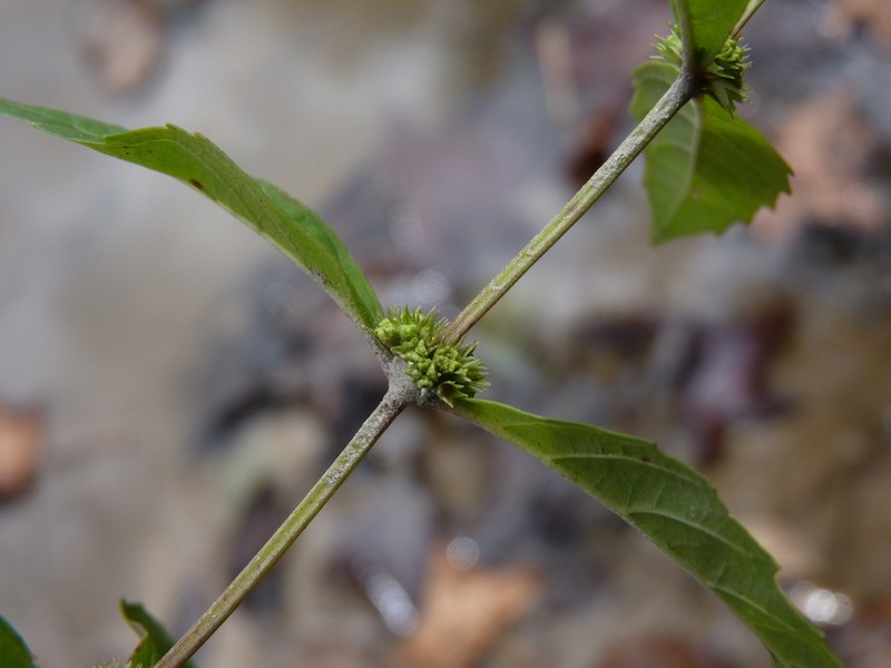 Lycopus angustifolius photo 7