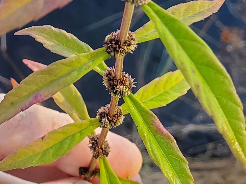 Lycopus angustifolius photo 8