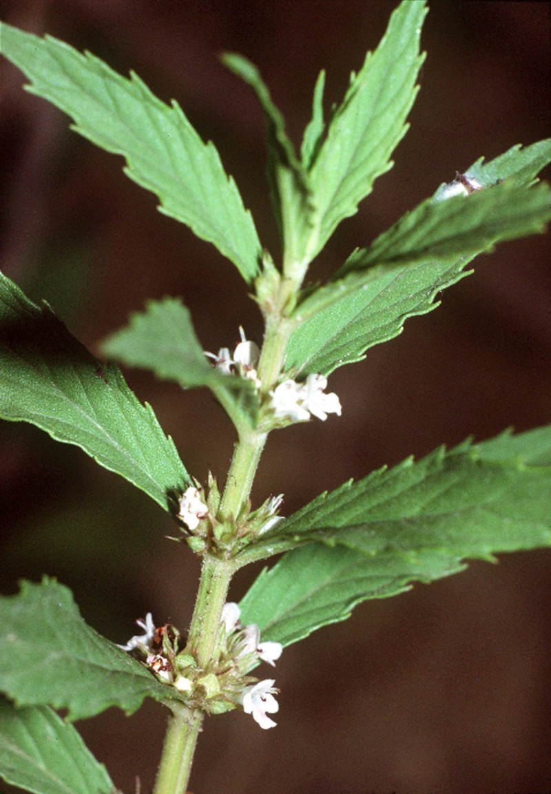 Rough Bugleweed photo 5