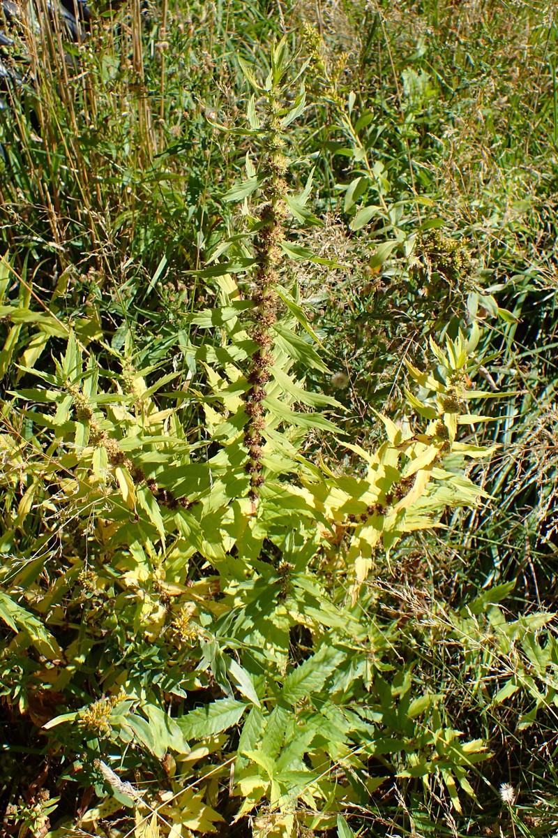 Rough Bugleweed photo 7