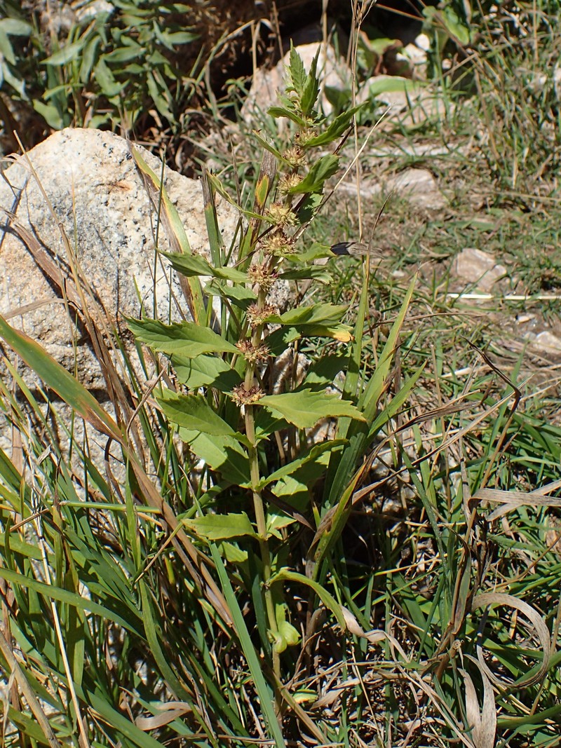 Rough Bugleweed photo 2