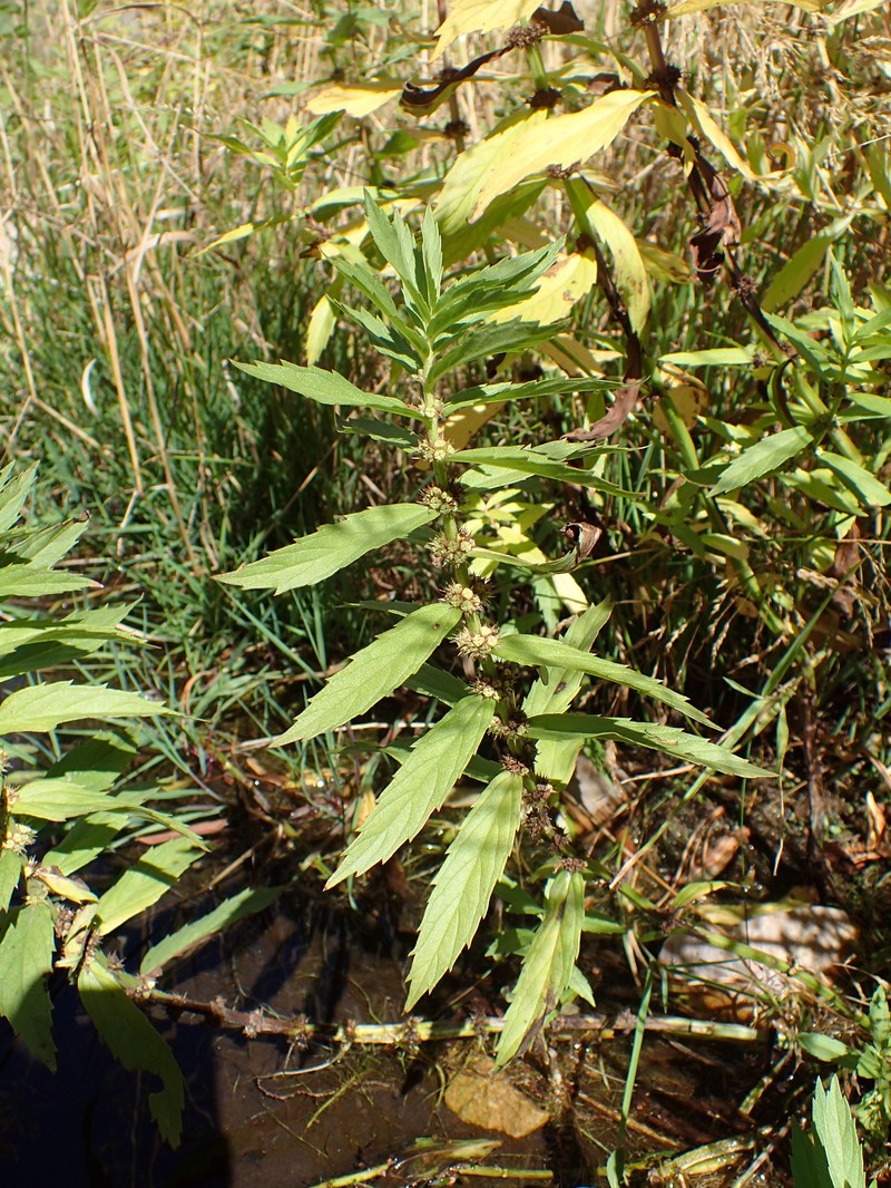 Rough Bugleweed photo 3