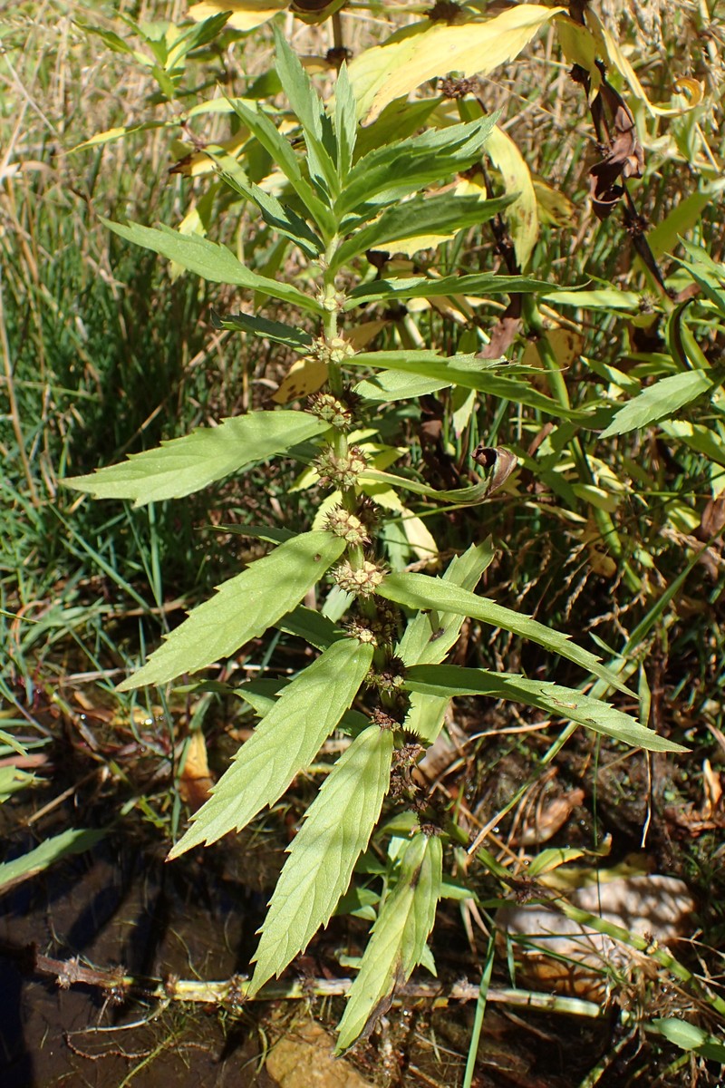 Rough Bugleweed photo 4